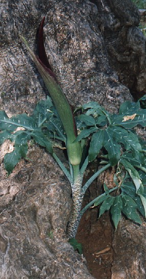 Dranunculus vulgaris